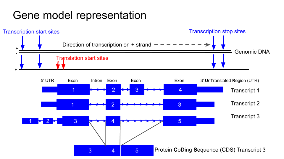 genemodel